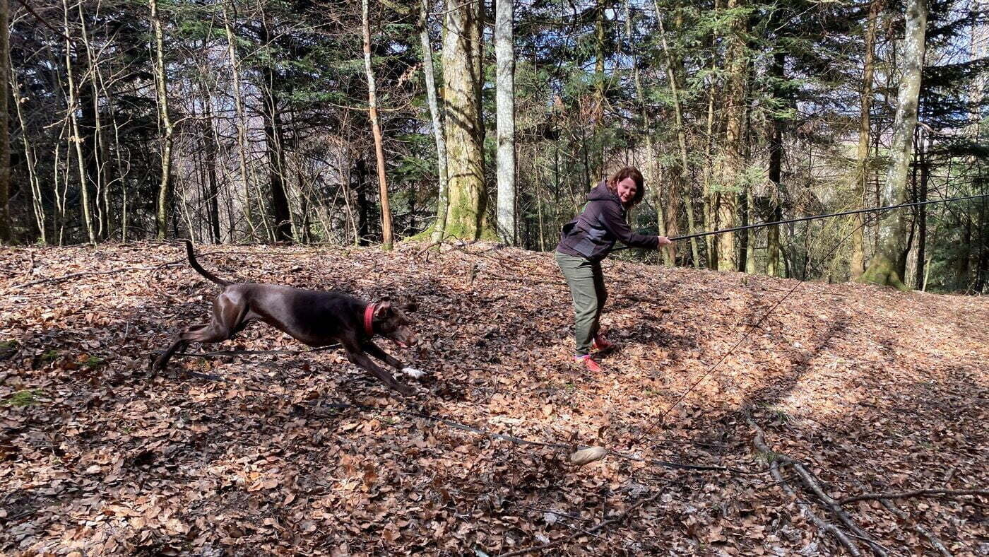 Hundeverstehen, Mit Hunden kommunizieren