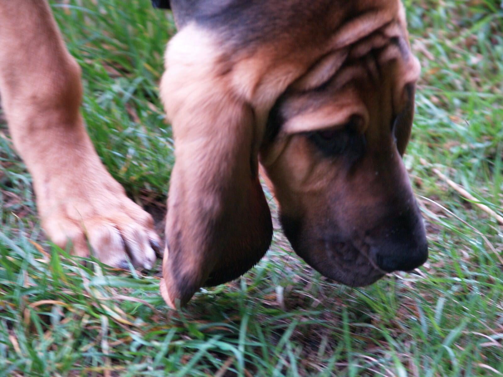 Jagdhund auf der Spur