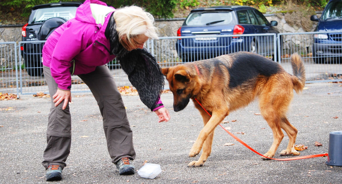 Apportieren - sinnvolle Beschäftigung für aktive Hunde