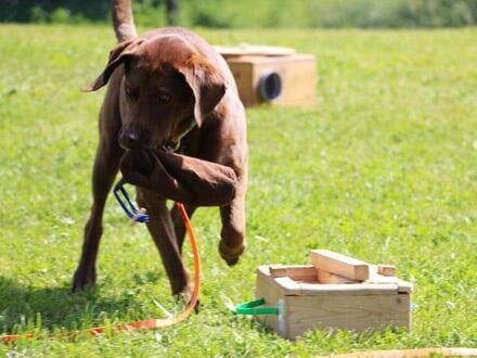 Auslastung für den Hunde, Kopfarbeit für den Hund