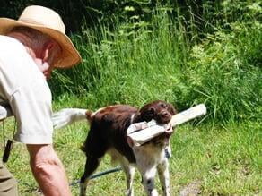 Apportieren dem Hund beibringen, wie bringt mir der Hund Gegenstände