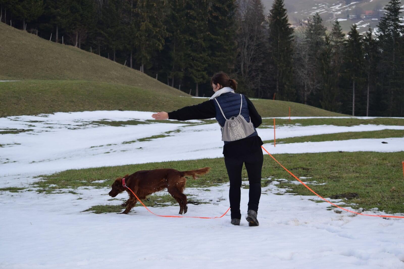 Revieren als Auslastung für den Hund