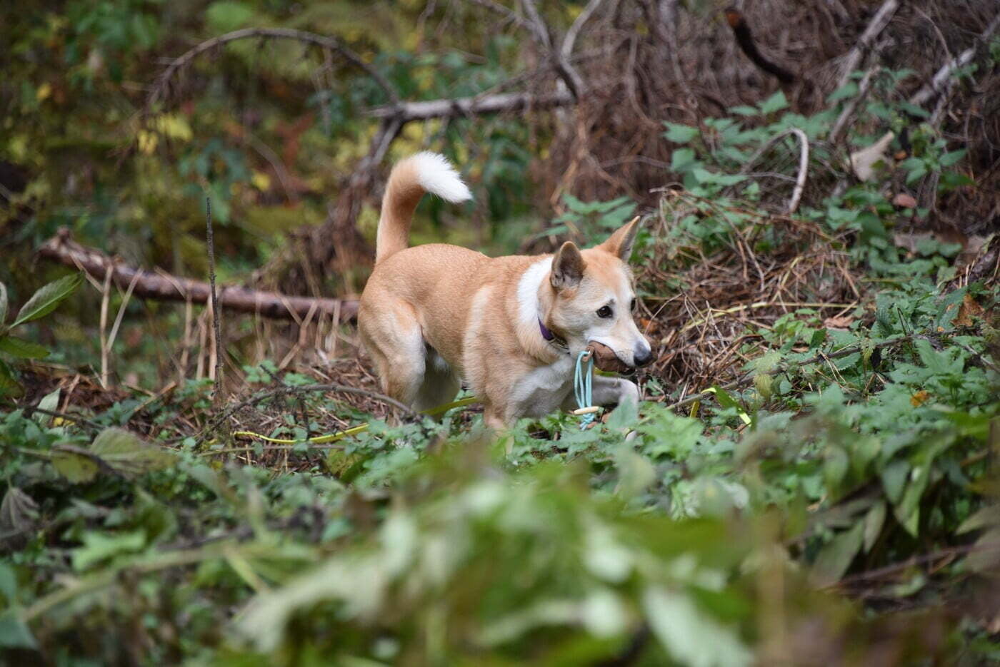 Survival Hunting mit Hund - sinnvolle Beschäftigung