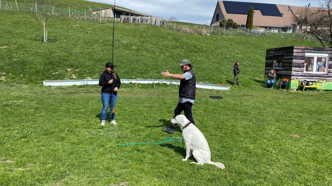 Hundeschule: Ausbildungen und Auslastung für Hunde