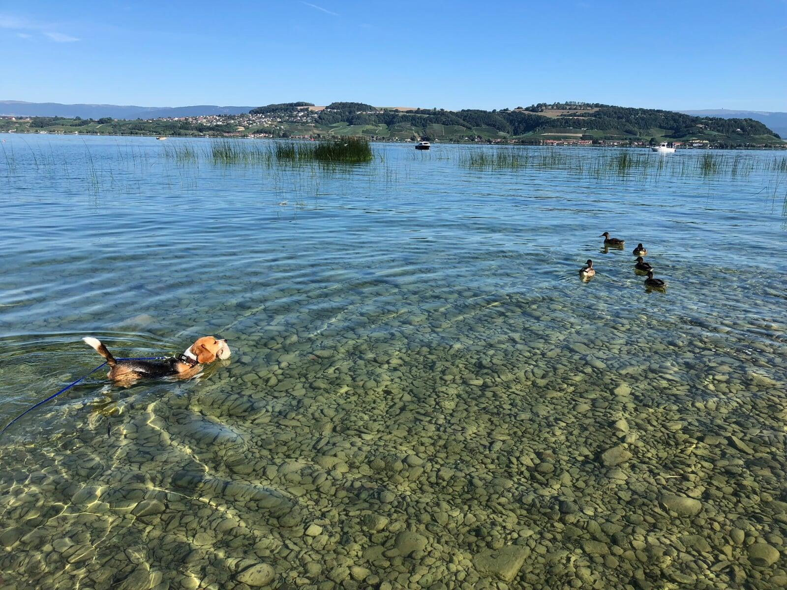 Jagdkontrolle beim Hund