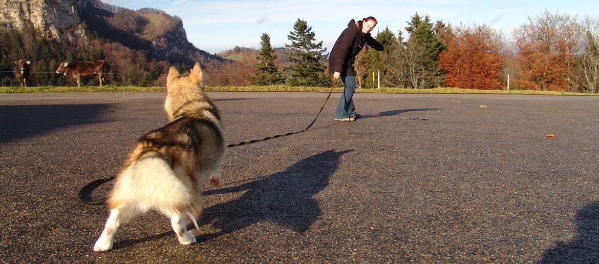 Mensch und Hund im Dialog