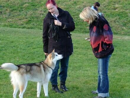 Mensch und Hund im Dialog