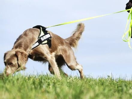 Hund beim Mantrailing