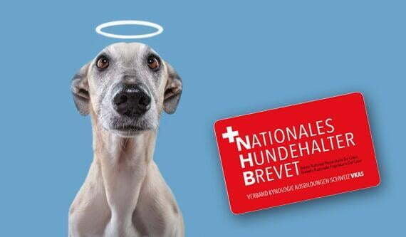 Nationales Hundehalterbrevet NHB