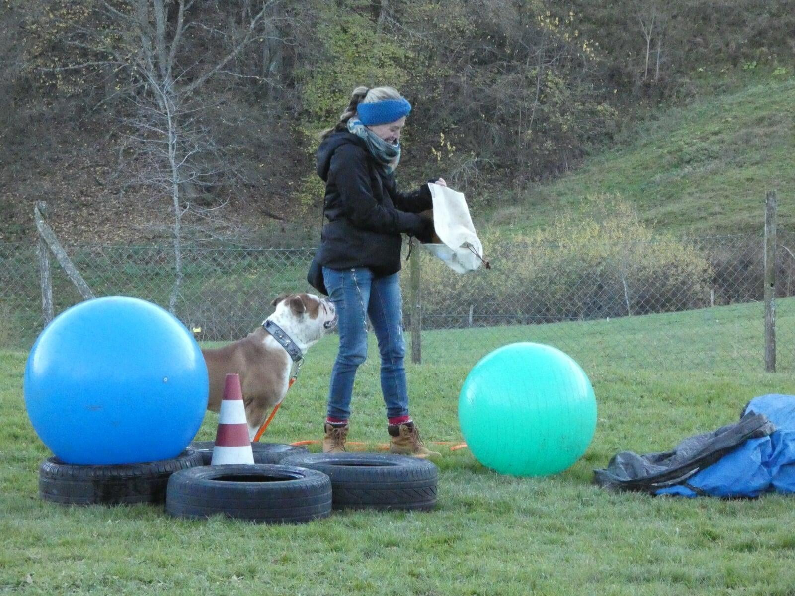 Beschäftigung für Hunde