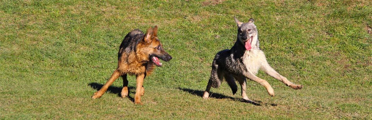 Spiel Hund-Hund