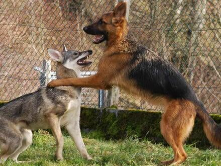 Hunde spielen miteinander