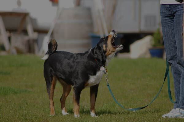 Hundehalterbrevet AusbildnerIn NHB