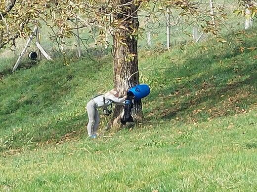 Auslatung mit Collie