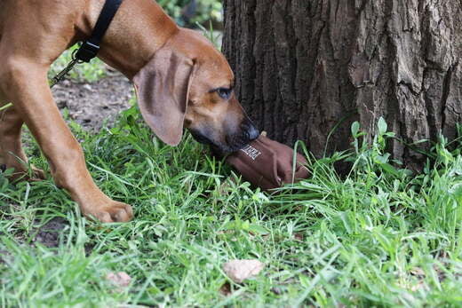 Sinnvolle Beschäftigung mit Rhodesian Ridgeback