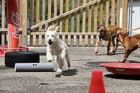 11.02.2024 Welpen-Workshop auch für zukünftige Therapiehunde