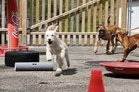 11.02.2024 Welpen-Workshop auch für zukünftige Therapiehunde 11.02.2024 Welpen-Workshop auch für zukünftige Therapiehunde
