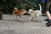 11.02.2024 Welpen-Workshop auch für zukünftige Therapiehunde