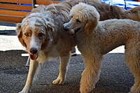 17.02. - 18.02.2024 Kontakt Hund-Hund / Richtige Interpretation und Moderation deines Hundes 17.02. - 18.02.2024 Kontakt Hund-Hund / Richtige Interpretation und Moderation deines Hundes