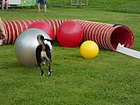 05.05.2024 Treibball Aufbau - so geht's weiter! 05.05.2024 Treibball Aufbau - so geht's weiter!