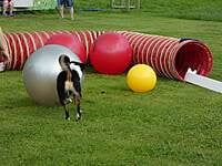 05.05.2024 Treibball Aufbau - so geht's weiter!