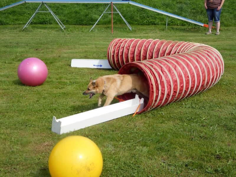 05.05.2024 Treibball Aufbau - so geht's weiter!