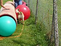 05.05.2024 Treibball Aufbau - so geht's weiter! 05.05.2024 Treibball Aufbau - so geht's weiter!